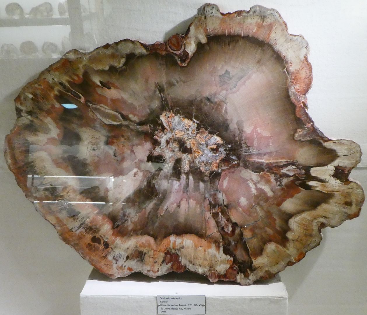 Paleontology 101: Petrified Wood From Arizona And Utah (Photo Diary)